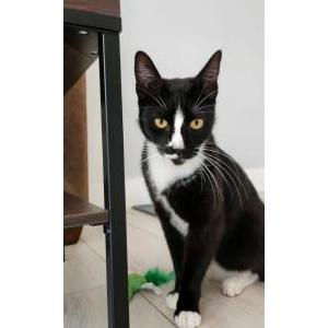Lost Cat Oliver