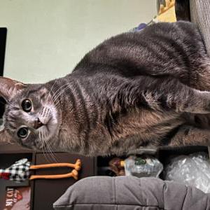 Lost Cat Beans