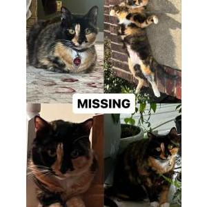 Lost Cat Kiki