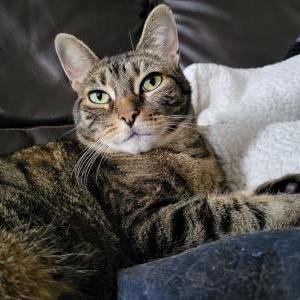 Lost Cat Chief