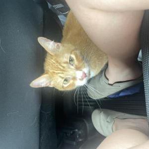 Found Cat unknown