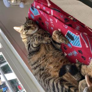 Lost Cat Gabe