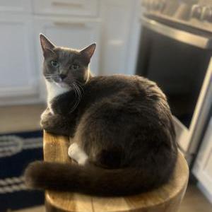 Lost Cat Ruby