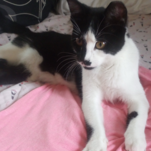 Lost Cat Metal
