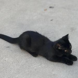 Lost Cat Benji