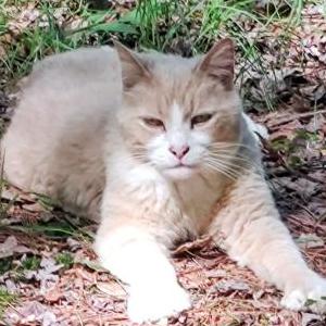 Lost Cat Luvbug