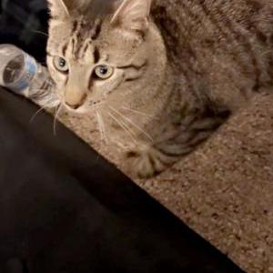 Lost Cat Loki