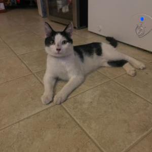 Lost Cat mitch