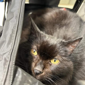 Lost Cat Molly