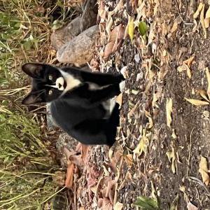 Found Cat Unknown