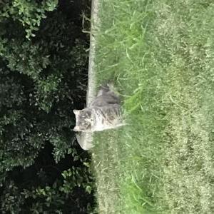 Lost Cat Lulu