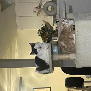 Lost Cat Cam
