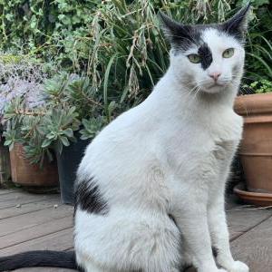 Lost Cat Mochi