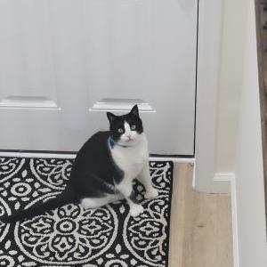 Lost Cat Misha