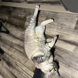 Lost Cat Kiki