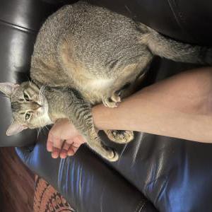 Lost Cat Molly