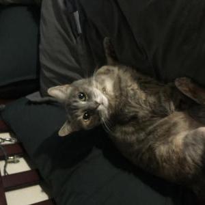 Lost Cat Destiny