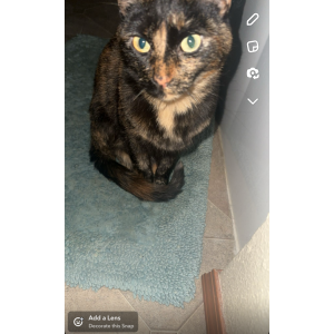 Lost Cat Evee