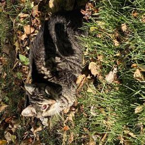 Lost Cat AJ