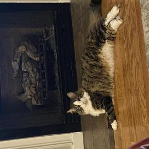 Lost Cat Dipper
