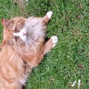 Lost Cat Moe