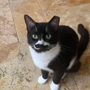 Lost Cat Baby
