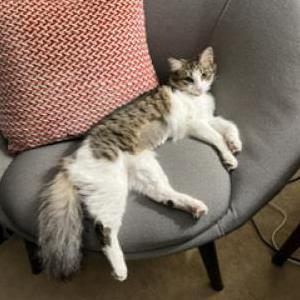 Lost Cat Albie