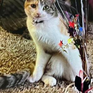 Lost Cat Cinnamon