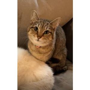 Lost Cat kiki