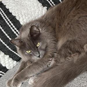 Lost Cat Petra