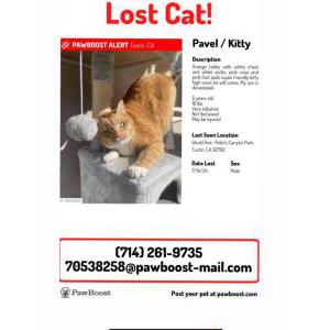 Lost Cat Pavel aka Kitty!