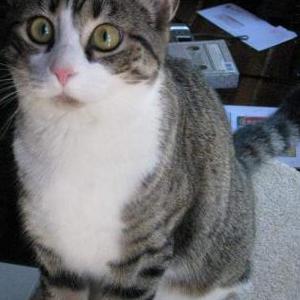 Lost Cat Tina