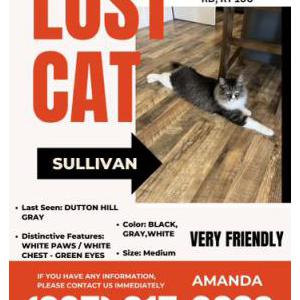 Lost Cat Sullivan