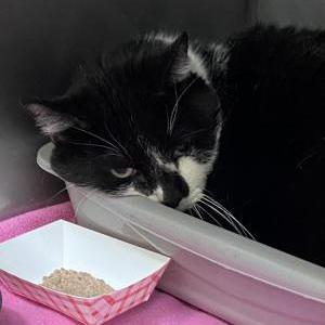 Found Cat Moo (shelter name)