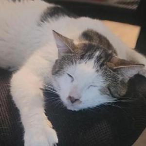 Lost Cat Raggles