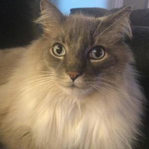 Lost Cat Smudge