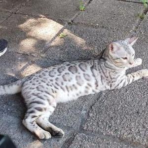 Lost Cat Crash