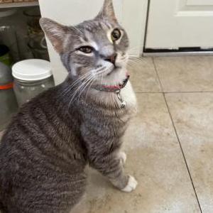 Lost Cat Lana