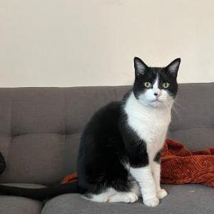 Lost Cat Emory