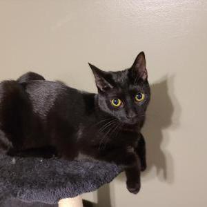 Image of Lucy, Lost Cat