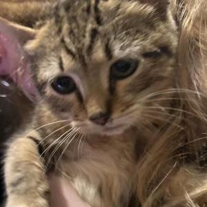 Found Cat Unknown