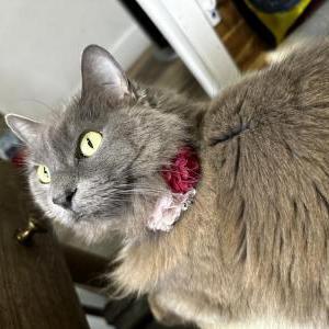 Lost Cat Petra