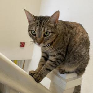 Lost Cat Jupiter