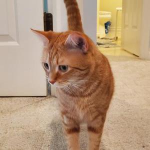 Lost Cat Carmen
