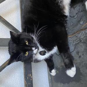 Lost Cat Onyx