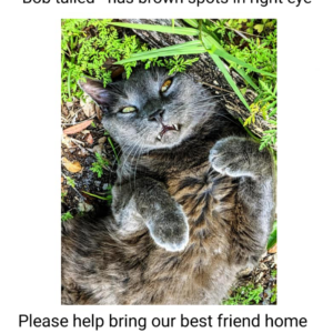 Lost Cat Odin