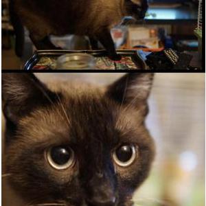 Lost Cat Jack
