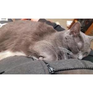 Lost Cat Diva