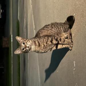 Lost Cat prawn