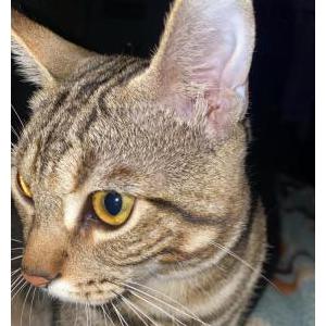 Lost Cat Milo